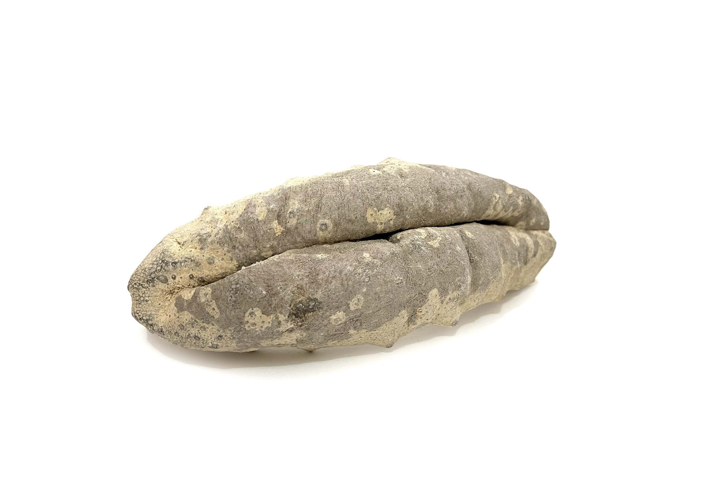 Australian Dried Sea Cucumber 澳洲豬婆參