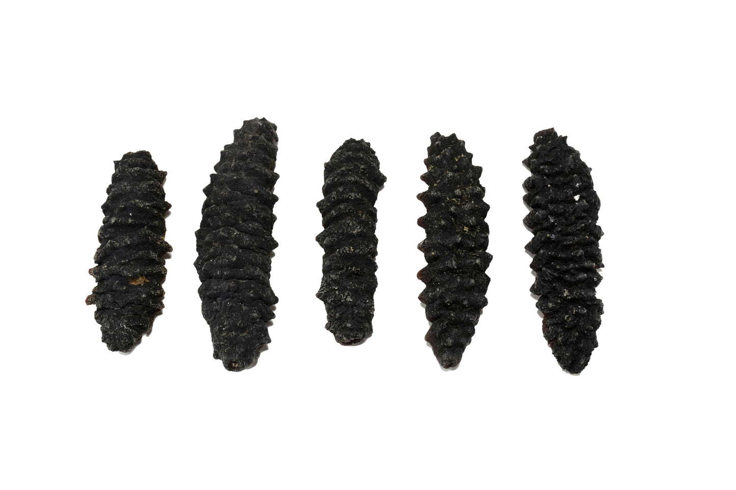 Dried Sea Cucumber 南美刺參