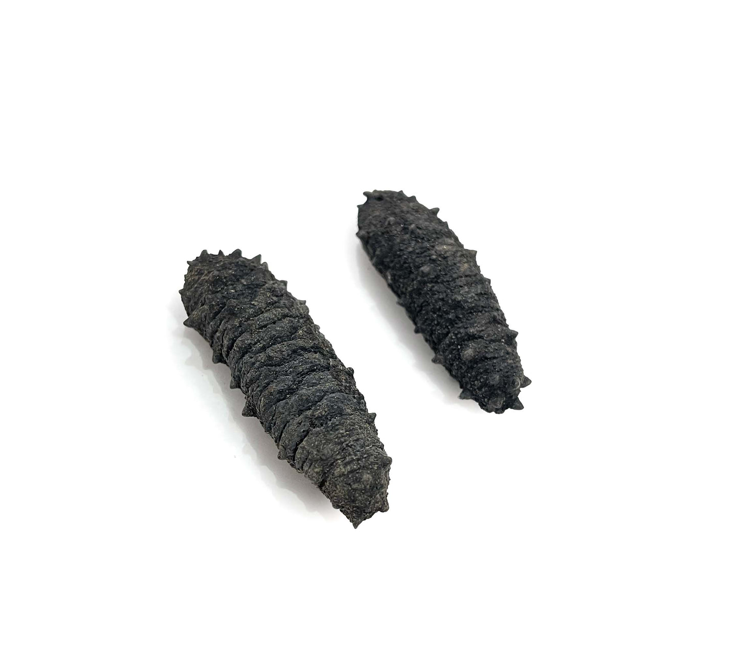 Dried Sea Cucumber Europe 歐洲小米刺參