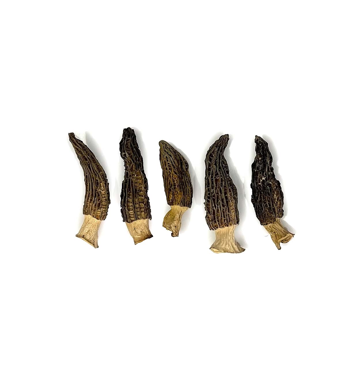Morchella 中羊肚菌